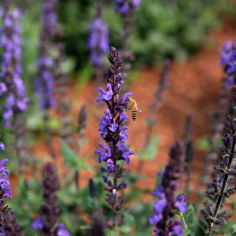 Salvia nemorosa Dwarf Blue Queen em sementes (Floração)