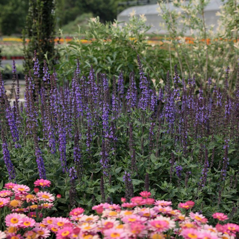 Salvia nemorosa Dwarf Blue Queen em sementes (Hábito)