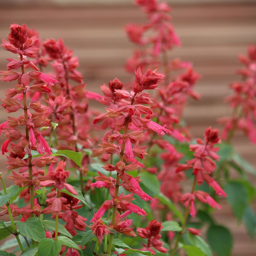 Salvia splendens Estella Coral em sementes (Floração)