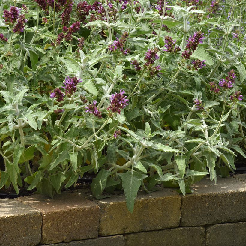 Salvia canariensis Lancelot em sementes (Hábito)