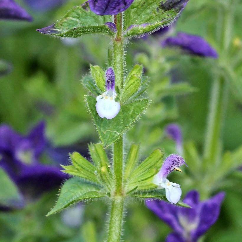 Salvia viridis Blue Monday em sementes (Floração)
