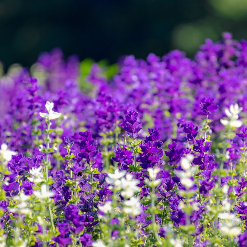 Salvia viridis Blue Monday em sementes (Hábito)
