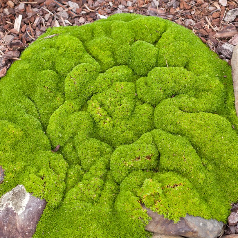 Scleranthus biflorus em sementes (Hábito)