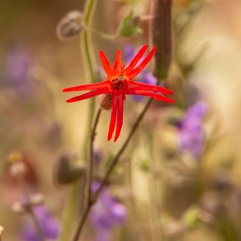 Silene laciniata Jack Flash em sementes (Floração)