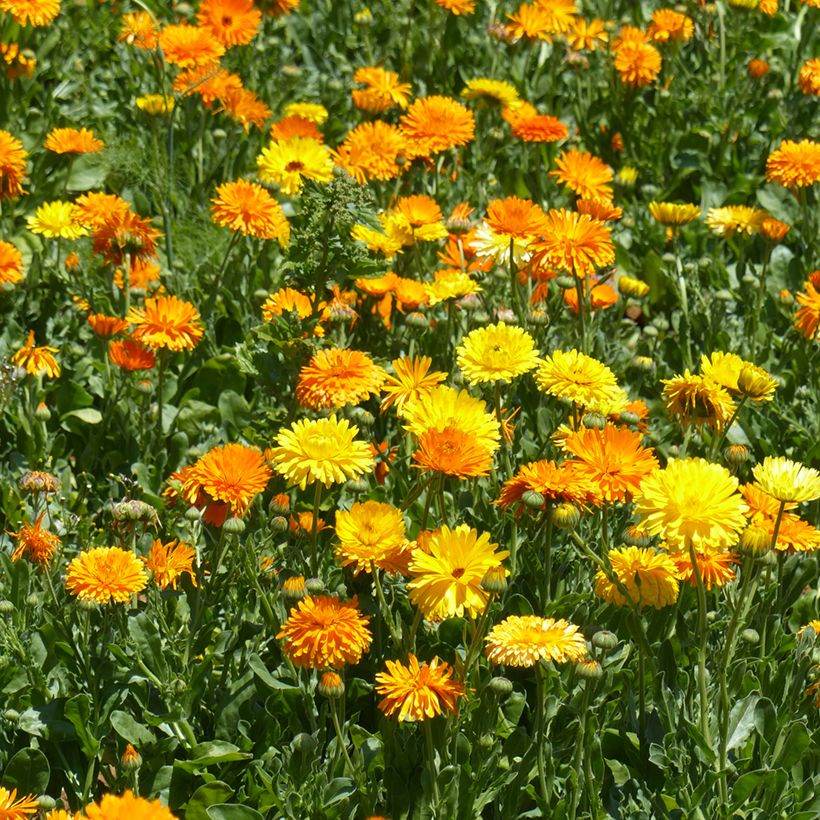 Calêndula officinalis Pacific Beauty Mix em sementes (Hábito)