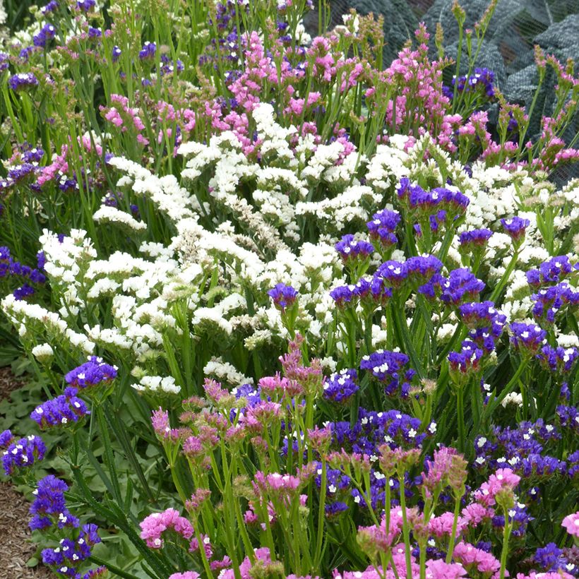 Limonium sinuatum Forever Art Shades em sementes (Hábito)