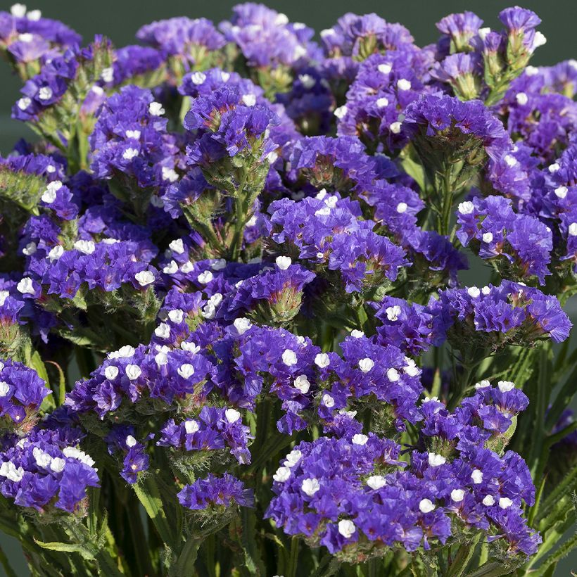 Limonium sinuatum Forever Blue em sementes (Floração)