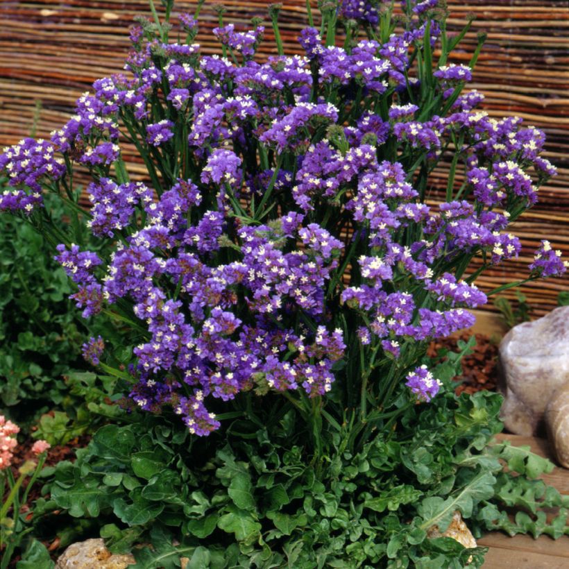 Limonium sinuatum Forever Blue em sementes (Hábito)