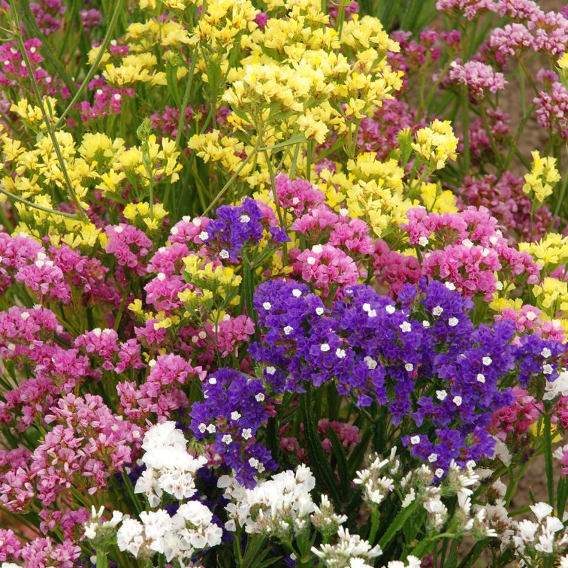 Limonium sinuatum Forever Rose em sementes (Hábito)
