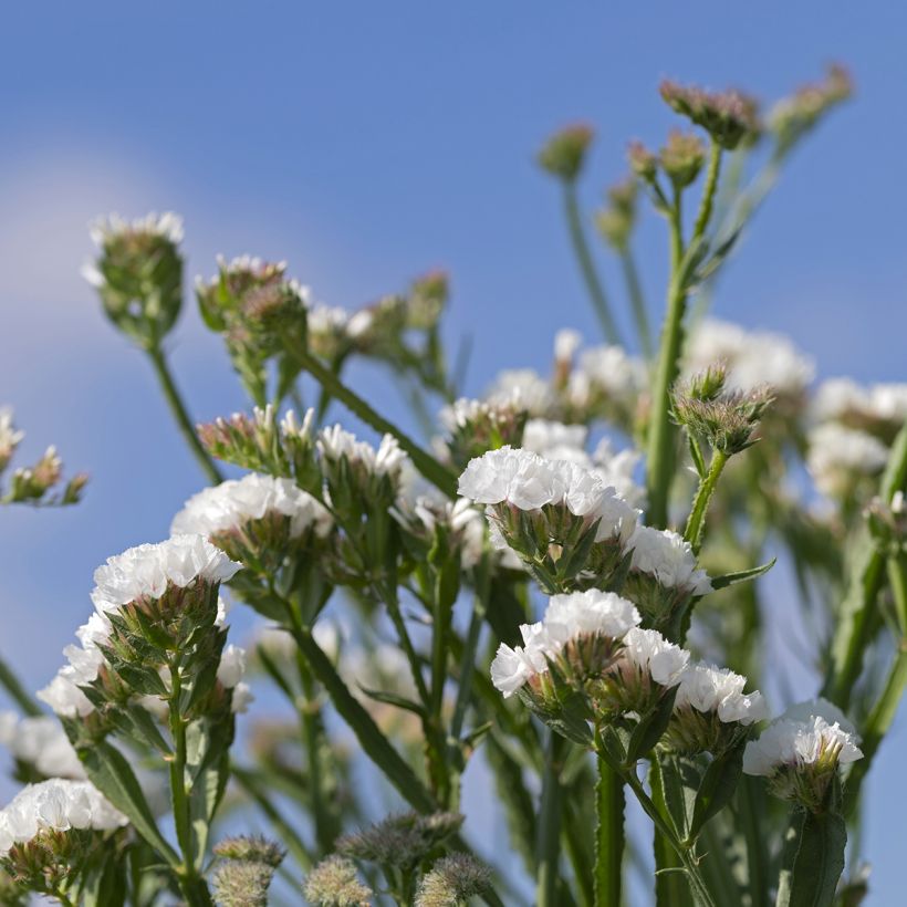 Limonium sinuatum Forever Silver em sementes (Floração)