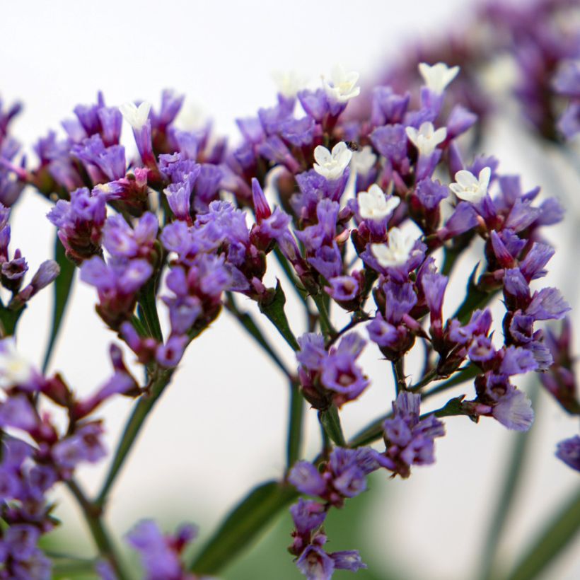 Limonium perezii Indie em sementes (Floração)