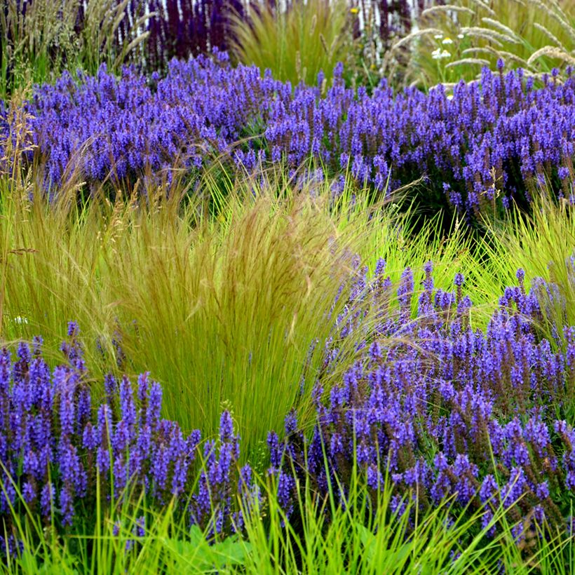 Stipa tenuissima Pony Tails em sementes (Hábito)