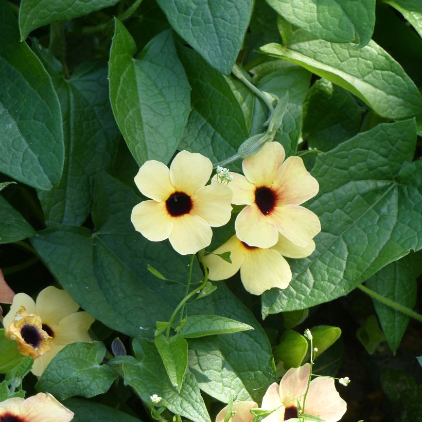 Thunbergia alata Peach Eye em sementes (Floração)