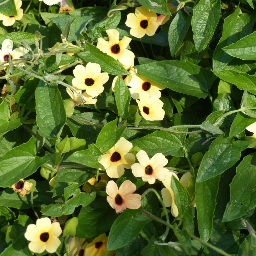 Thunbergia alata Peach Eye em sementes (Hábito)