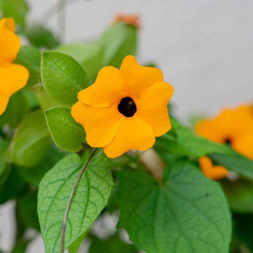 Thunbergia alata em sementes (Folhagem)