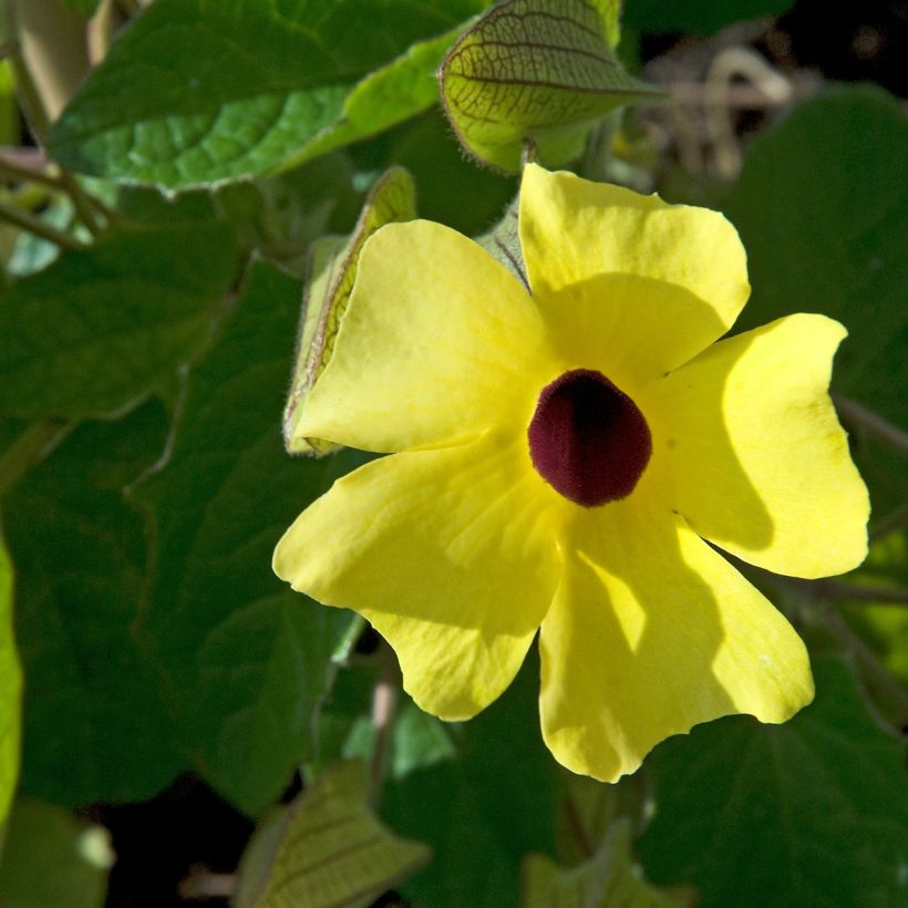 Thunbergia alata em sementes (Floração)