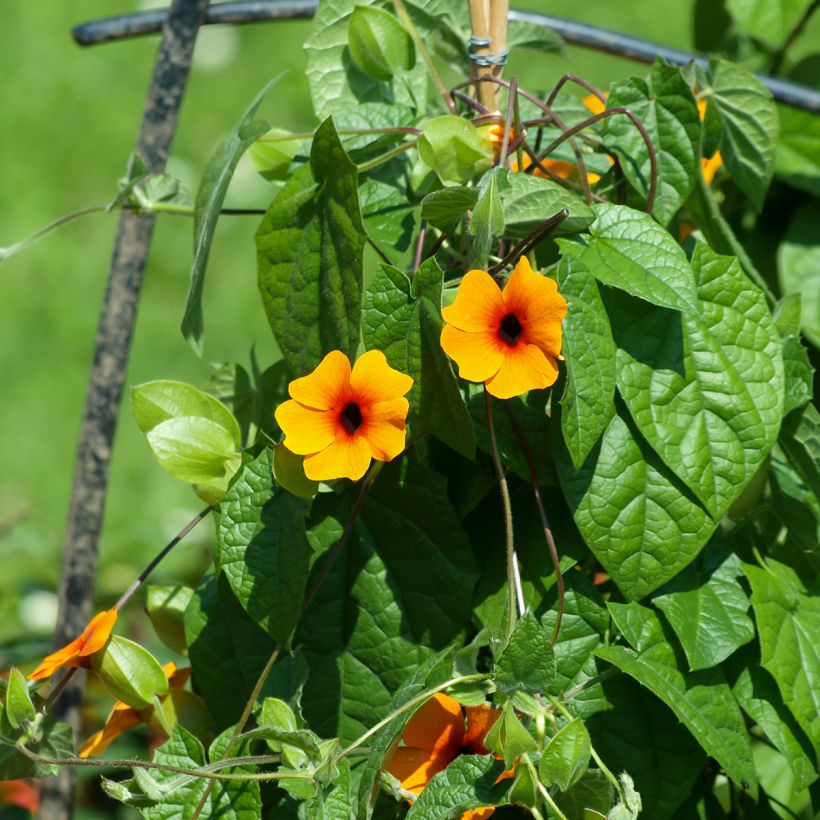 Thunbergia alata em sementes (Hábito)