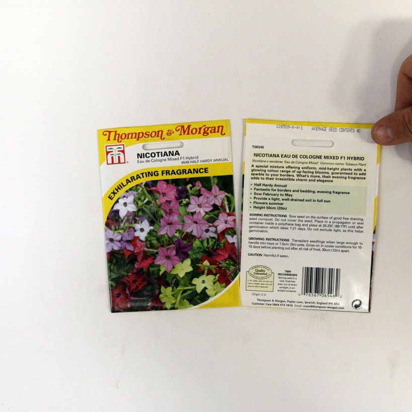 Exemplo de amostra de Graines de Tabac Eau De Cologne Mixed F1 Hybrid - Nicotiana sanderae per pack of 40 seeds tal como entregue