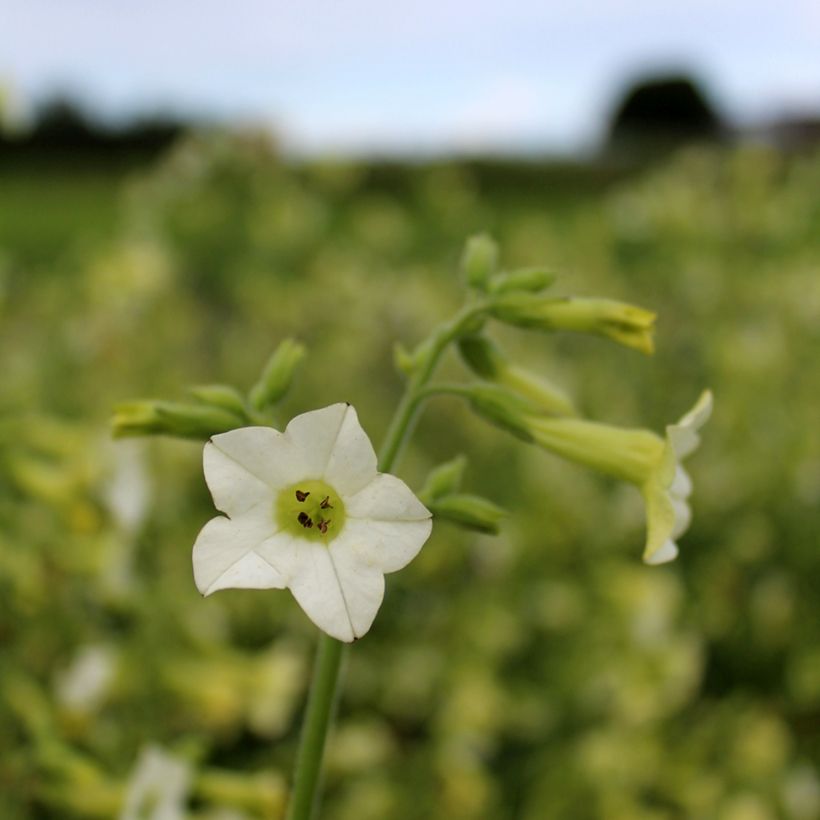 Nicotiana Starlight Dancer em sementes (Floração)