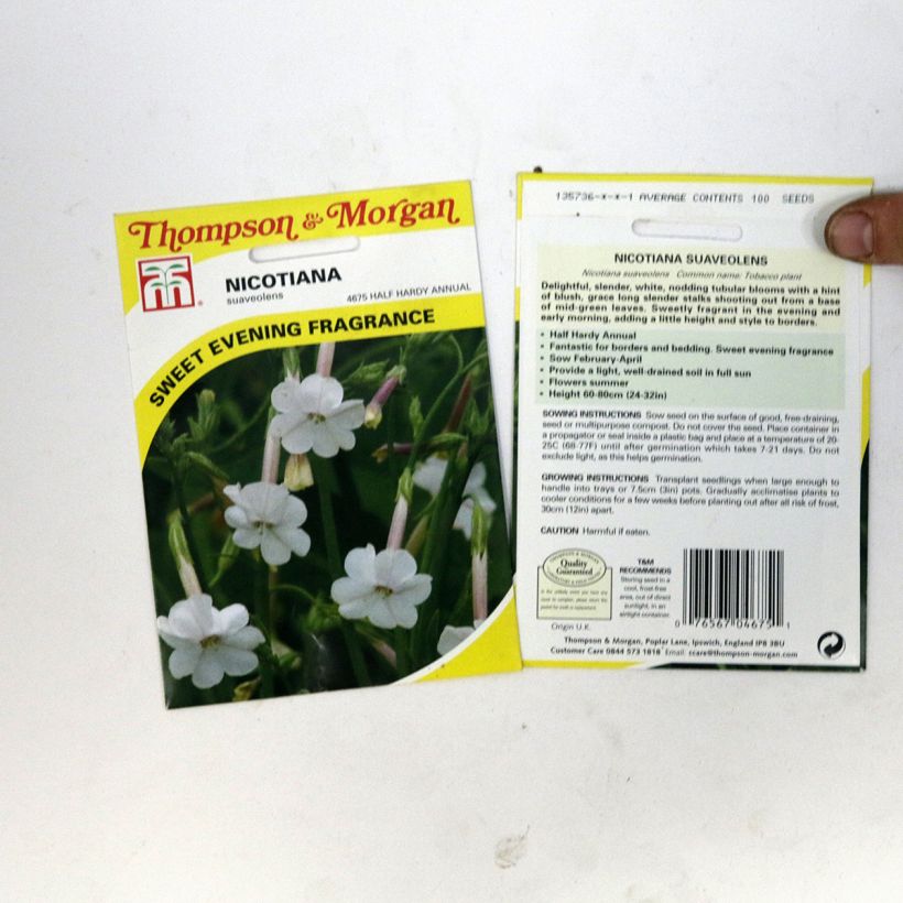 Exemplo de amostra de Graines de Tabac suaveolens - Nicotiana noctiflora per pack of 100 seeds tal como entregue