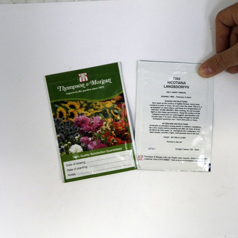 Exemplo de amostra de Graines de Tabac vert langsdorffii - Nicotiana langsdorffii  per pack of 500 seeds (0,1g) tal como entregue