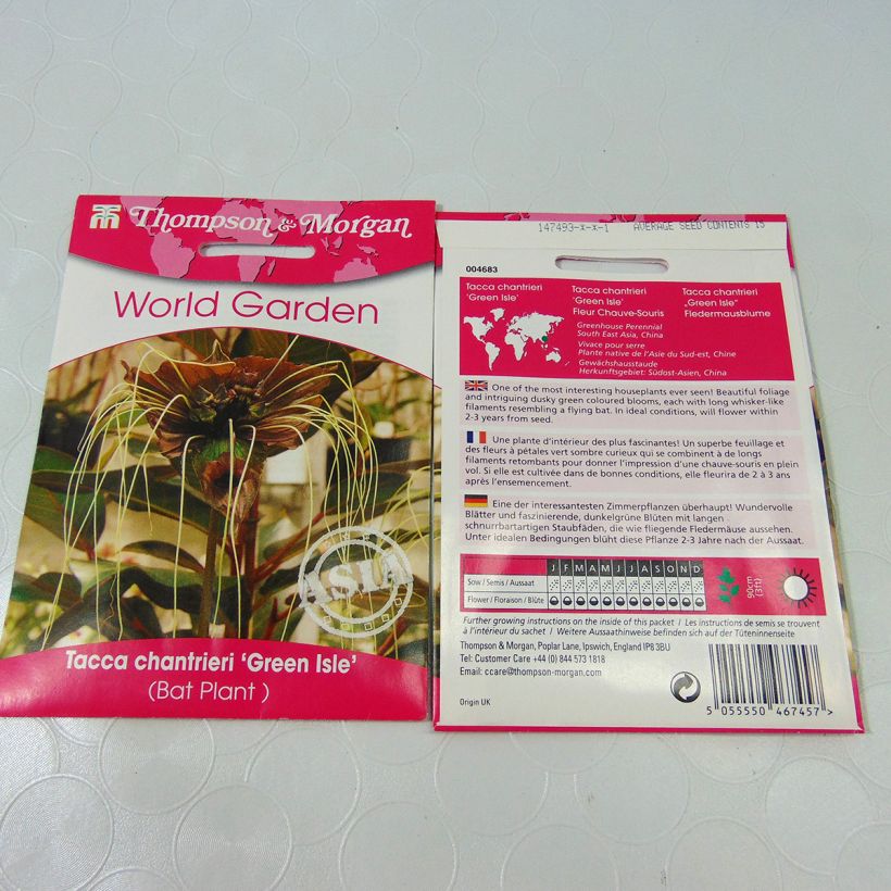 Exemplo de amostra de Graines de Tacca chantrieri Green Isle - Fleur Chauve-souris verte die Tüte mit 15 Samen tal como entregue