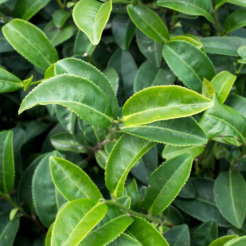 Camellia sinensis em sementes (Folhagem)