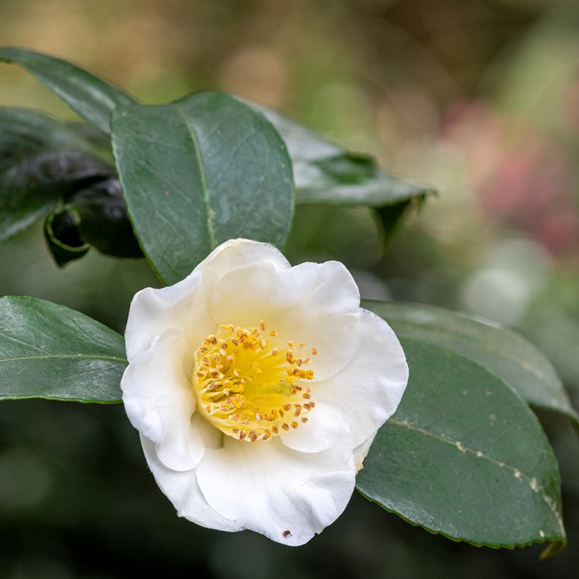 Camellia sinensis em sementes (Floração)