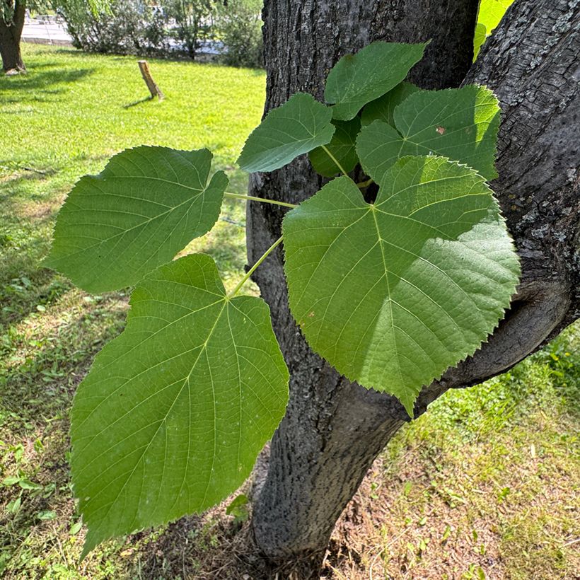Tilia cordata em sementes (Folhagem)