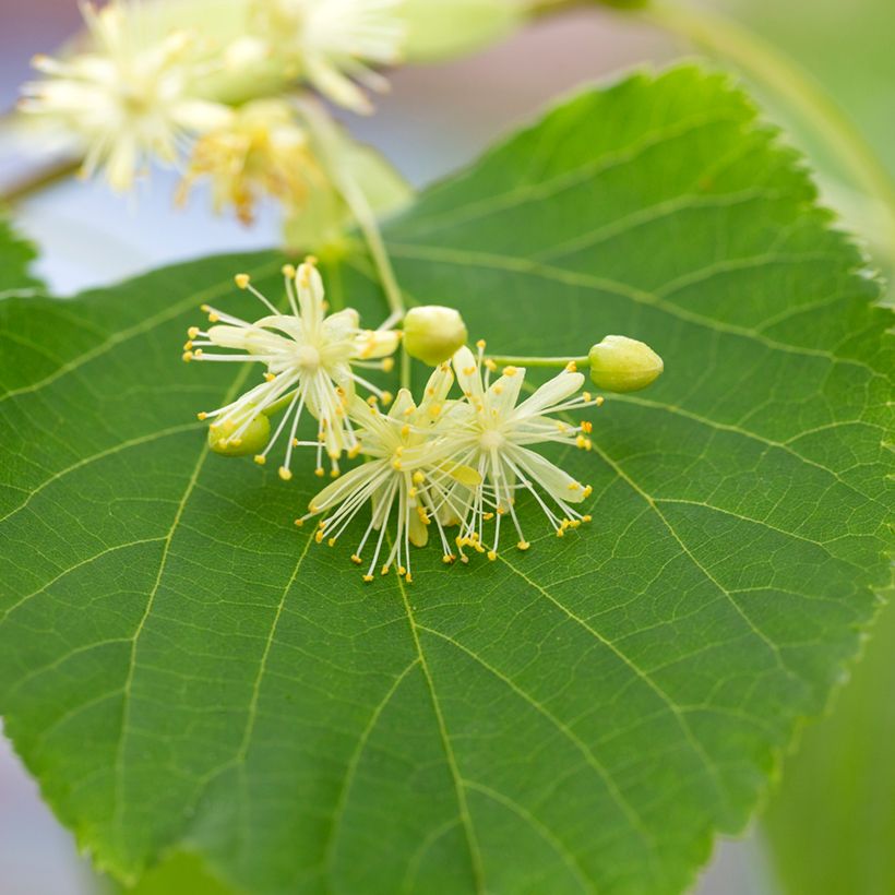 Tilia cordata em sementes (Floração)
