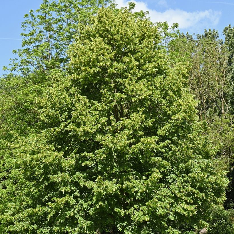 Tilia cordata em sementes (Hábito)