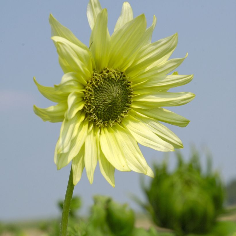Helianthus debilis subsp. cucumerifolius Italian Green Heart em sementes (Floração)