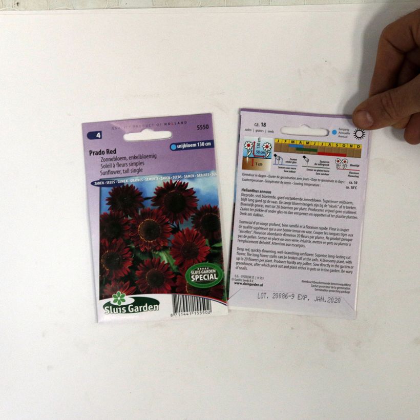 Exemplo de amostra de Graines de Tournesol Prado Red - Helianthus annuus per pack of 18 seeds tal como entregue