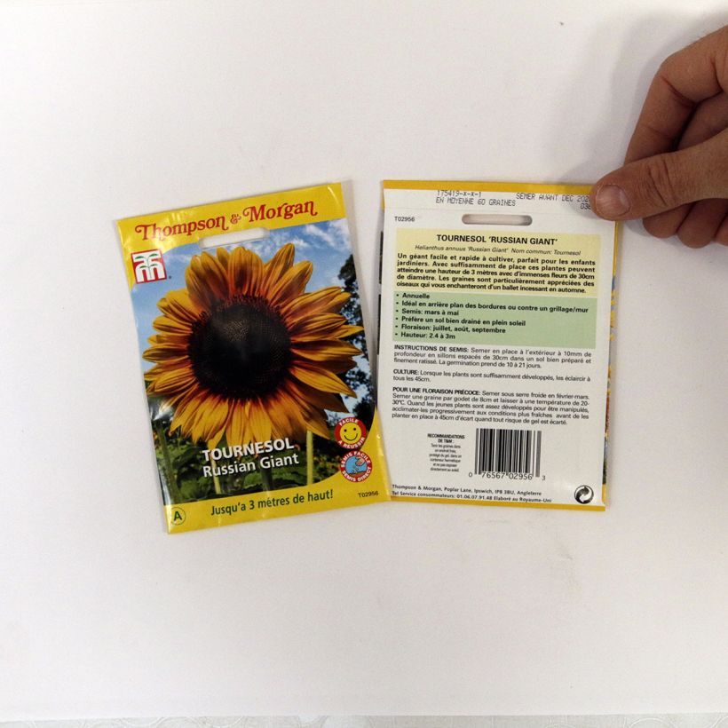 Exemplo de amostra de Graines de Tournesol Russian Giant - Helianthus annuus per pack of 60 seeds tal como entregue