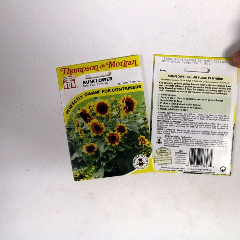 Exemplo de amostra de Graines de Tournesol Solar Flash F1 - Helianthus annuus per pack of 12 seeds tal como entregue