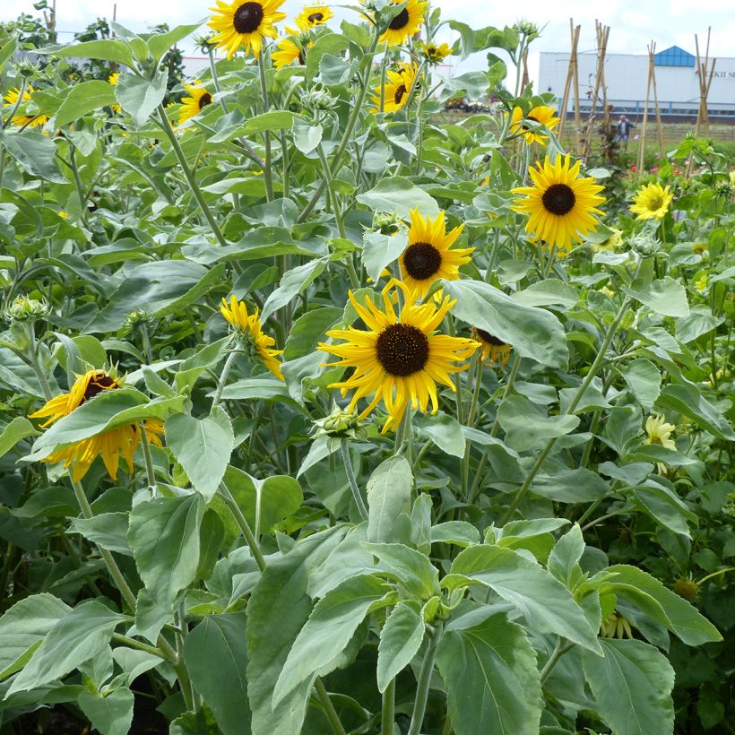 Helianthus argophyllus Gold and Silver em sementes (Hábito)