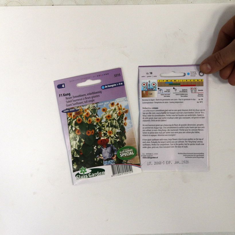 Exemplo de amostra de Graines de Tournesol géant Kong F1 - Helianthus annuus per pack of 18 seeds tal como entregue