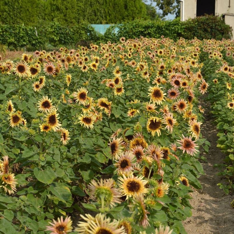 Helianthus annuus Astra Rose em sementes (Hábito)