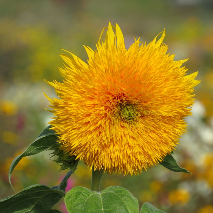 Girassol Sungold em sementes (Floração)
