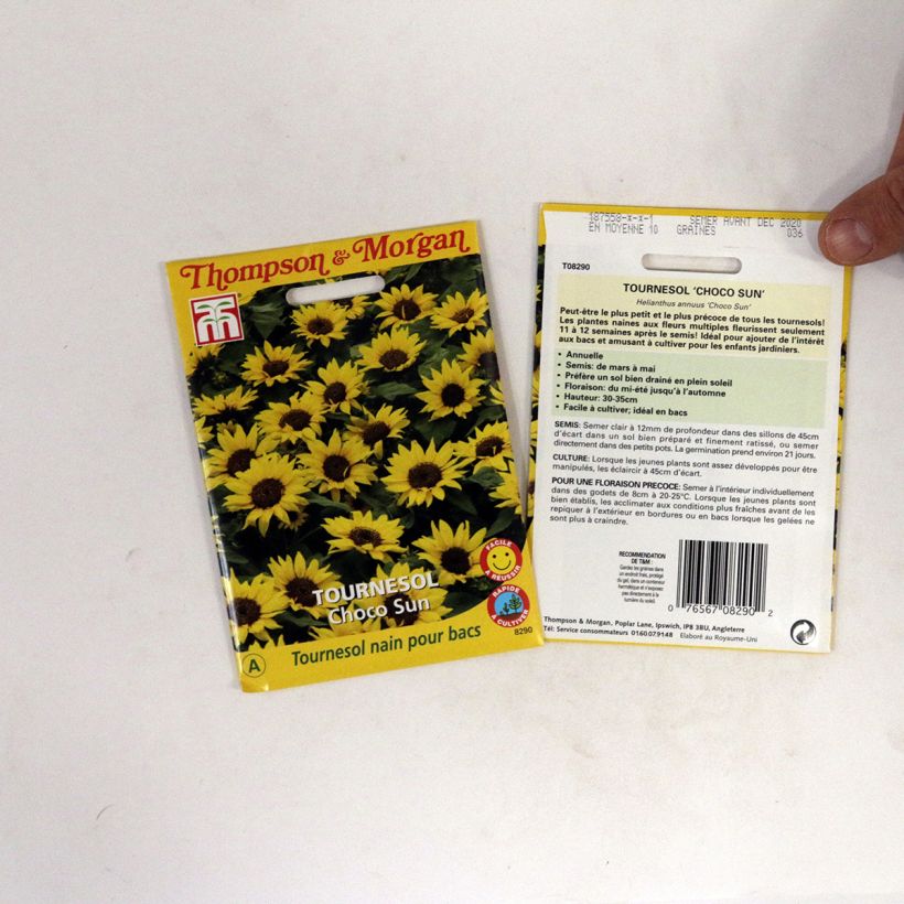 Exemplo de amostra de Graines de Tournesol nain Choco Sun - Helianthus annuus  per 0.2 g seed pack tal como entregue
