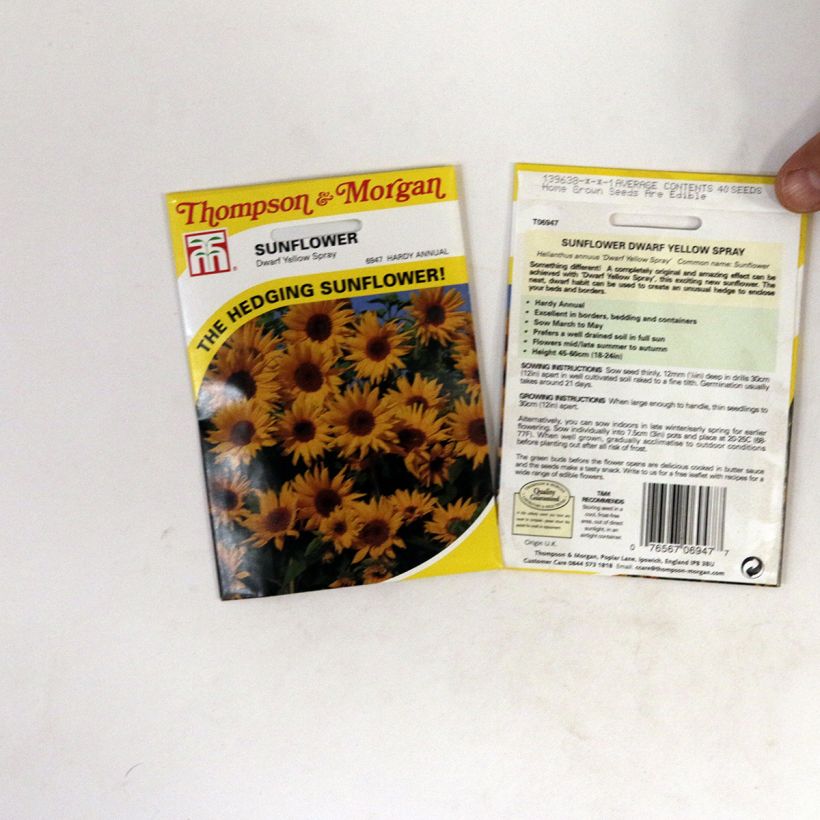 Exemplo de amostra de Graines de Tournesol nain Dwarf Yellow Spray - Helianthus annuus  per pack of 40 seeds tal como entregue