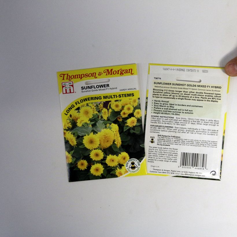 Exemplo de amostra de Graines de Tournesol nain Sunshots Golds Mixed - Helianthus annuus  per pack of 10 seeds tal como entregue