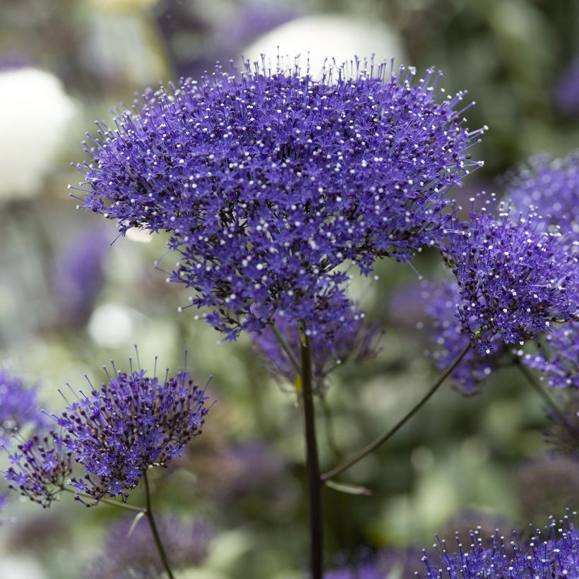 Trachelium caeruleum Black Knight em sementes (Floração)