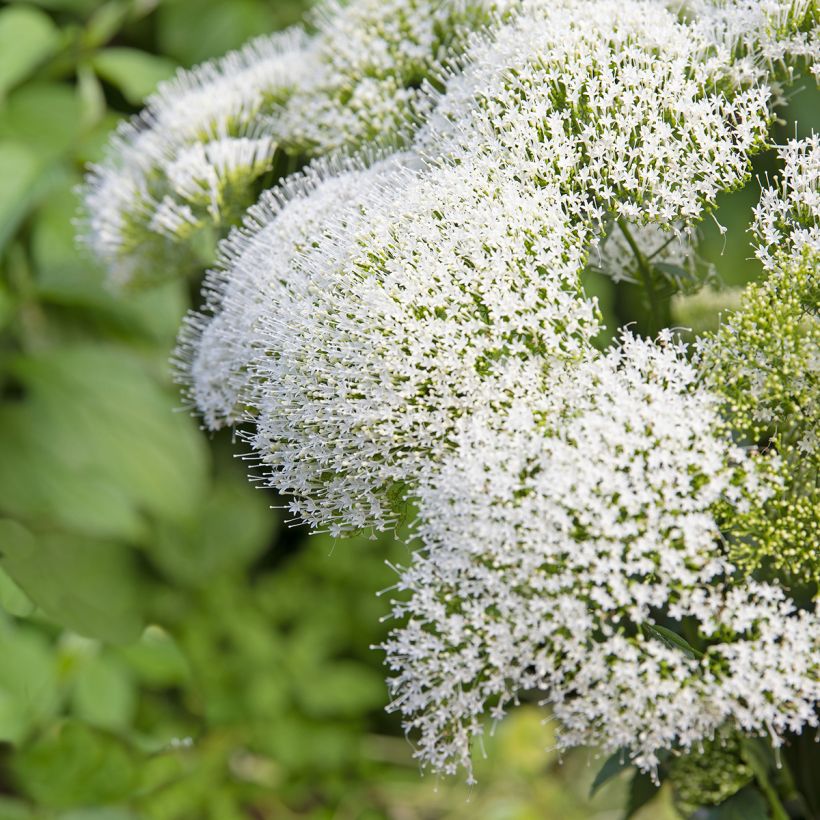 Trachelium caeruleum White Knight em sementes (Floração)