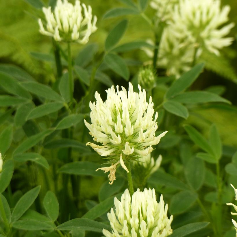 Trifolium ochroleucon em sementes (Floração)