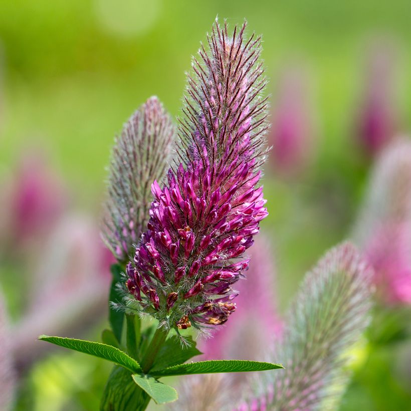 Trifolium rubens em sementes (Floração)