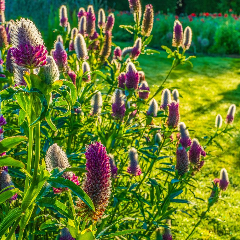 Trifolium rubens em sementes (Hábito)