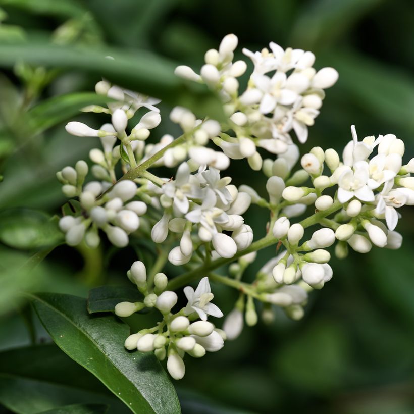 Alfeneiro em sementes - Ligustrum vulgare (Floração)