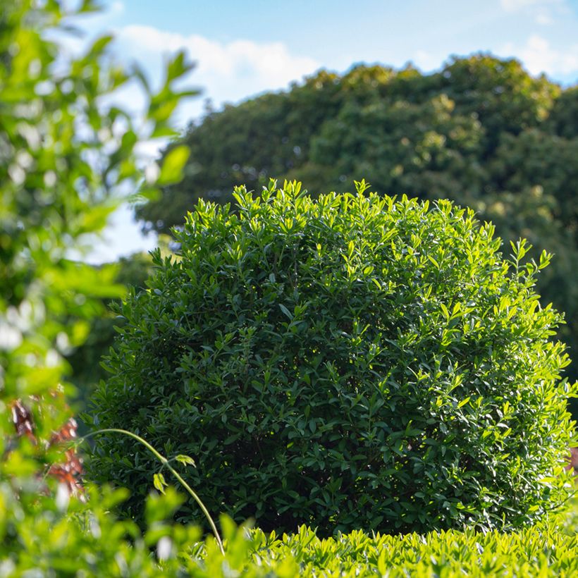Alfeneiro em sementes - Ligustrum vulgare (Hábito)