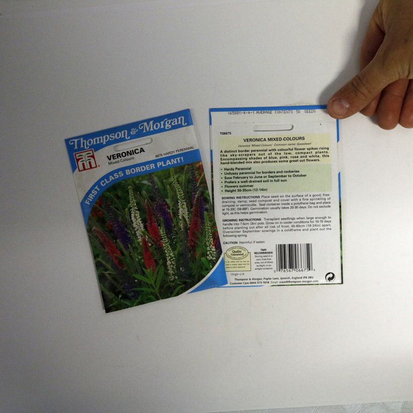 Exemplo de amostra de Graines de Véronique vivace Mixed Colours - Veronica hybride die Tüte mit 50 Samen tal como entregue